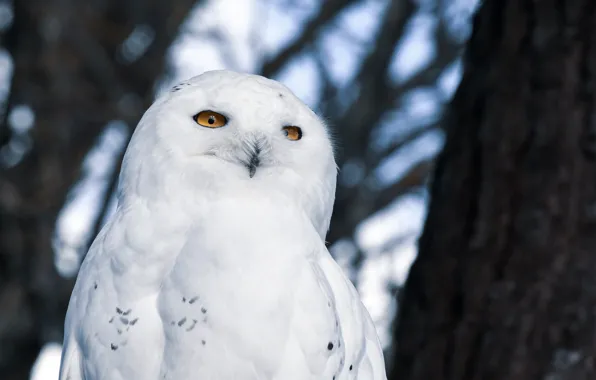 Picture white, look, trees, branches, nature, owl, bird, portrait