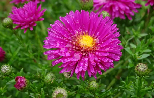 Drops, Drops, Pink flowers, Asters, Pink flowers