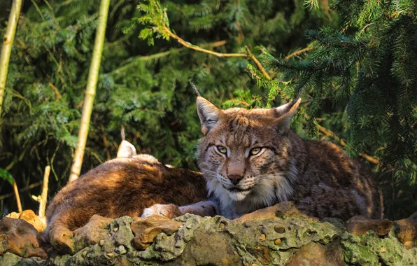 Picture lies, stay, face, pair, lynx, two, bokeh, needles