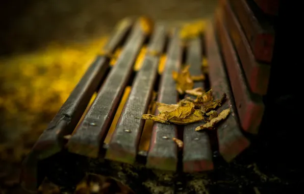 Autumn, leaves, bench