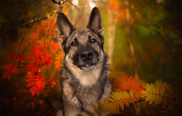 Picture autumn, nature, each, dog