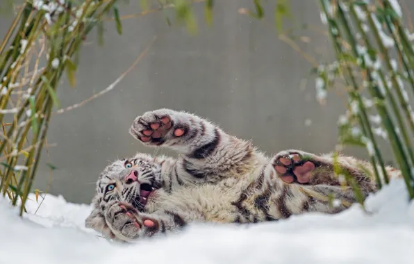 Winter, white, look, leaves, snow, nature, tiger, pose