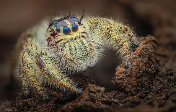 Picture eyes, Phidippus bold, The jumping spider, Tran The Ngoc, The hairy one