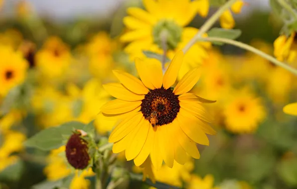 Field, flower, summer, macro, sunflowers, flowers, yellow, bee
