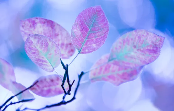 Picture autumn, leaves, color, macro, light, glare, treatment, branch