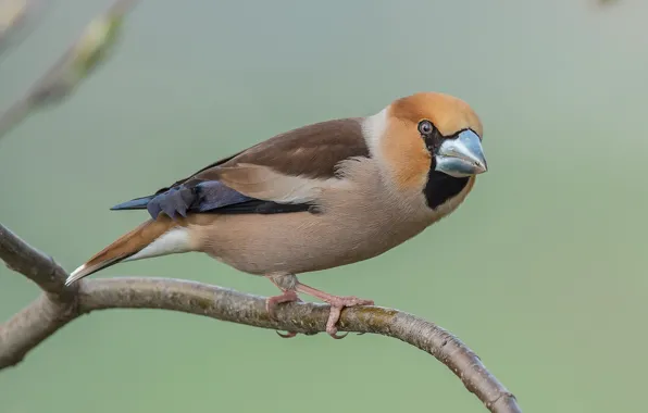 Bird, branch, Grosbeak