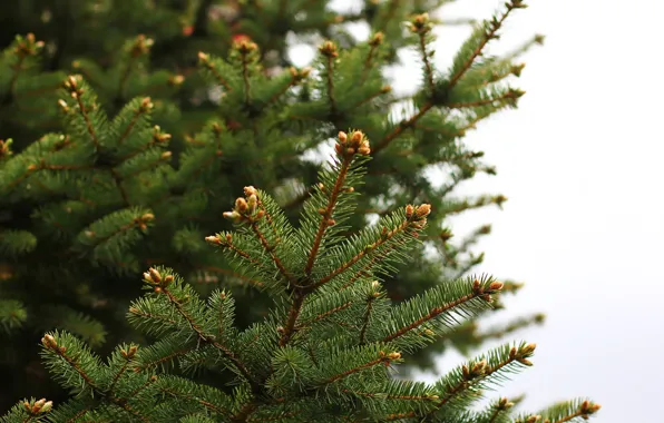 Needles, branches, spruce