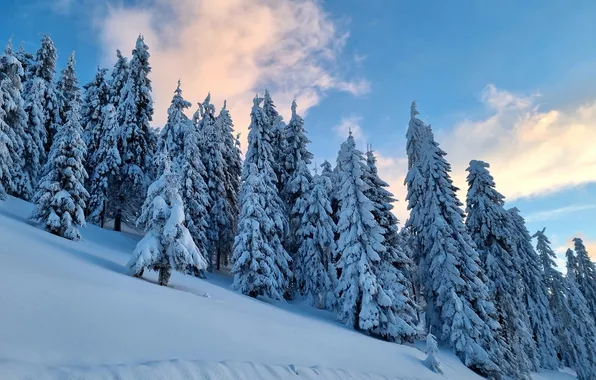 Winter, frost, forest, the sky, clouds, snow, nature, blue