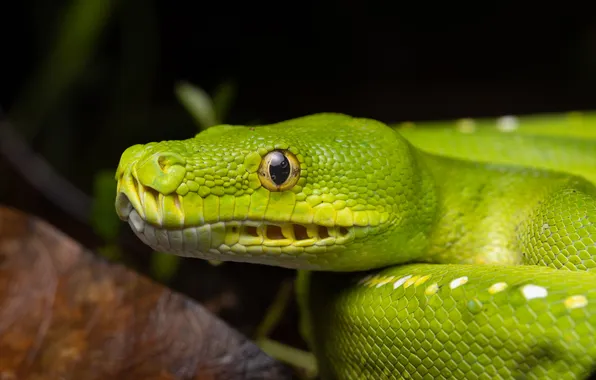 Look, face, portrait, snake, Python, green