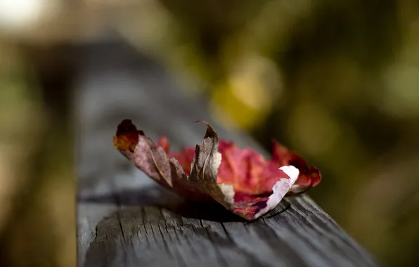 Picture autumn, macro, sheet, background, dry, Board, razmytost