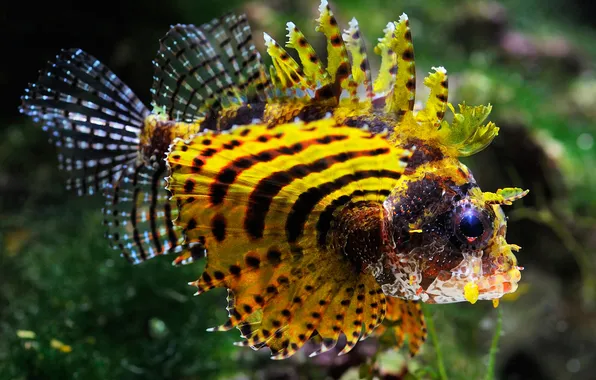 Sea, the ocean, fish, exotic