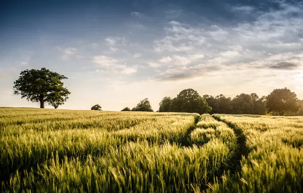 Field, summer, trees, landscape