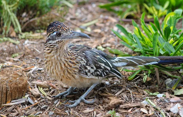 Nature, bird, CA, ground cuckoo