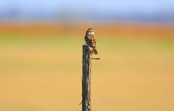 Picture bird, ago, Sparrow, bokeh, looking, branch
