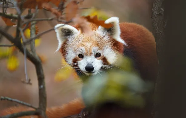 Autumn, branches, tree, foliage, portrait, red Panda, face, bokeh