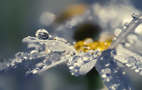 Picture flower, drops, macro, Rosa, lights, Shine, petals, Daisy