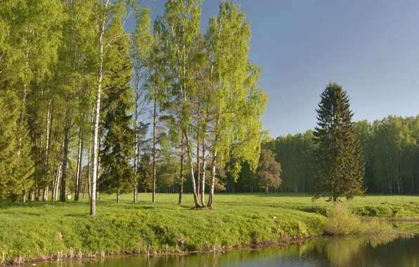 Water, trees, landscape, nature, lake, shore, forest.trees, VODEM