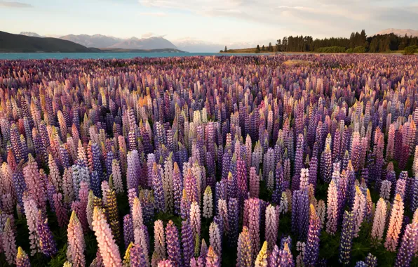 Field, summer, flowers, a lot, lupins