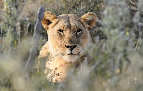 Grass, look, face, portrait, lioness, bokeh