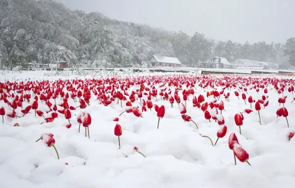 Snow, tulips, April, Moldova