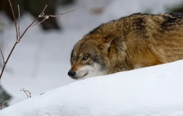 Nature, snow, predator, face, animal, wolf, wildlife, portrait