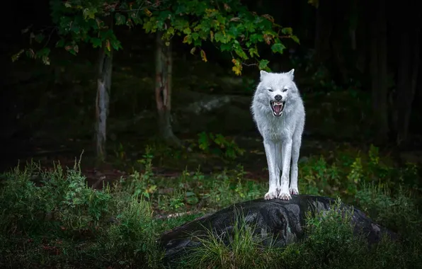 Nature, face, animal, wolf, wildlife, head, fur, mammal