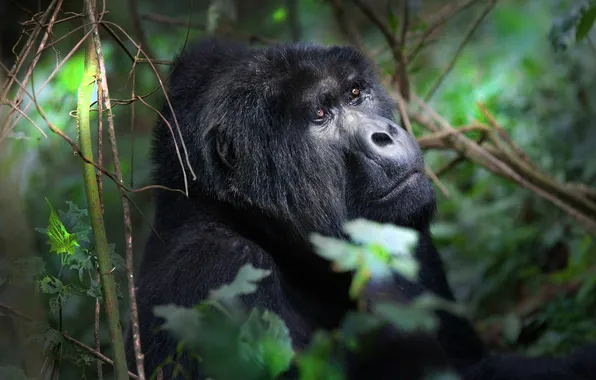 Look, face, leaves, branches, portrait, monkey, gorilla, black