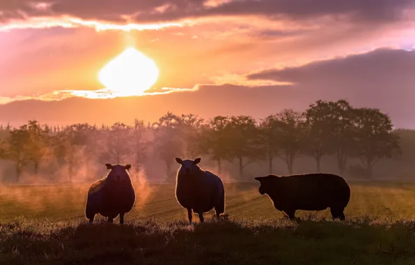 Field, sunset, sheep, pasture, sheep, silhouettes