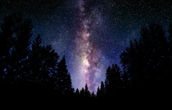 Picture forest, the sky, space, night, landscapes, stars, the milky way