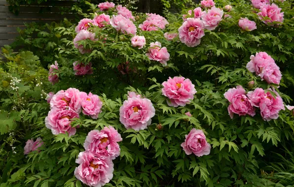 Pink, Bush, peonies