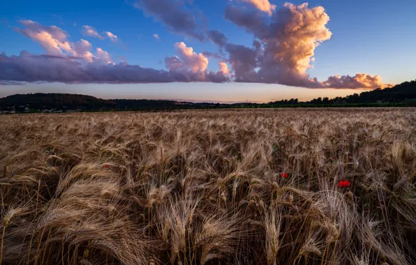 Field, clouds, rye, Maki, ears