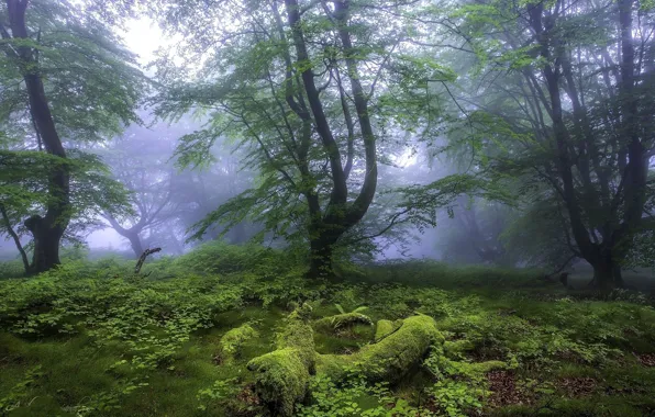 Forest, trees, nature, fog, moss