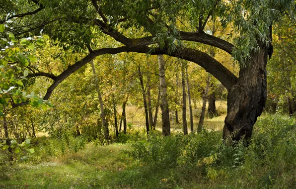 Picture Nature, Grass, Trees, Summer, Nature, Grass, Green, Summer