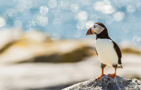 Sea, look, light, pose, lights, blue, bird, shore