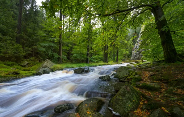 Forest, river, stones, Germany, Germany, Saxony, Saxony, The Ore Mountains