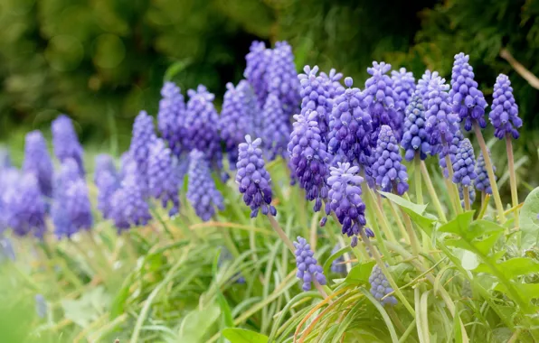 Flowers, blur, spring, flowerbed, lilac, bokeh, Muscari, hyacinth mouse