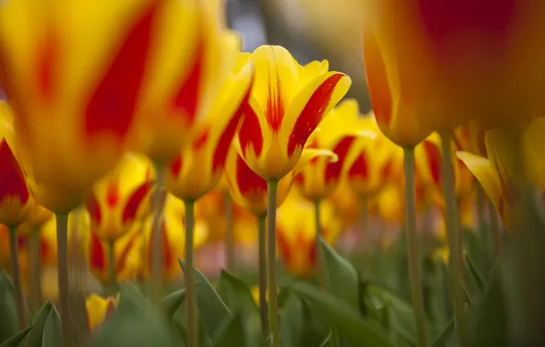 Nature, focus, spring, tulips, a lot, yellow-red
