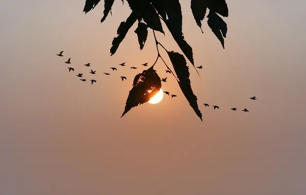 Picture the sky, sunset, birds