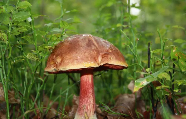 NATURE, GRASS, MUSHROOM, HAT, GREEN