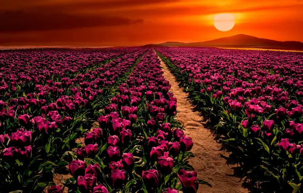 Field, sunset, flowers, tulips, Turkey, Turkey, Konya, Konya