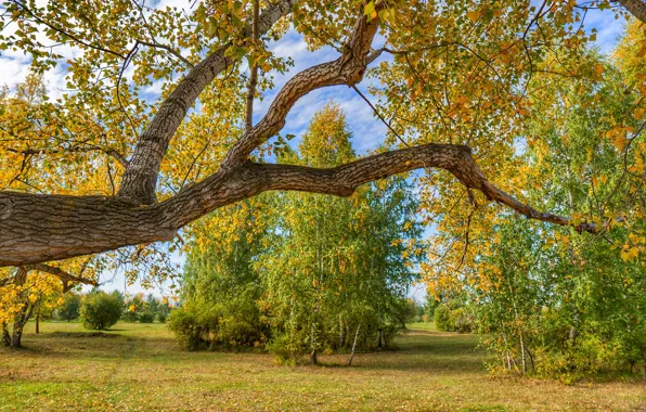 Autumn, leaves, Tree