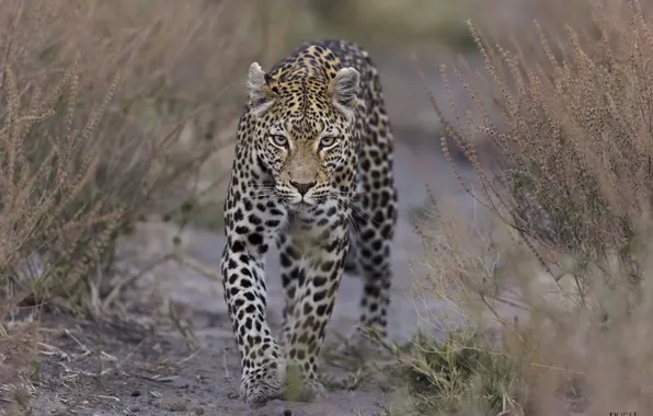 Grass, nature, leopard, DUELL ©