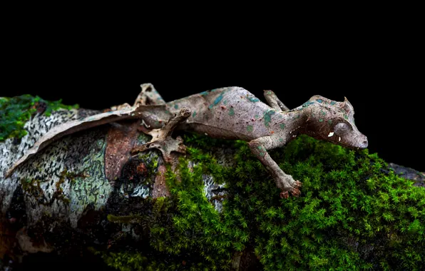 Picture moss, lizard, log, black background, Gecko