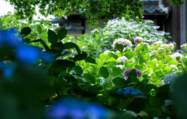 Wallpaper greens, leaves, garden, Japan, hydrangea