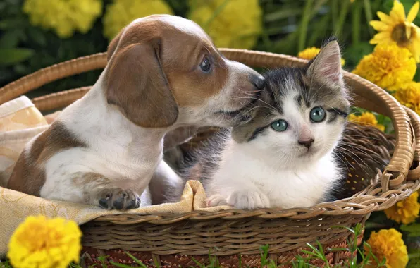 Picture flowers, basket, Kitty, puppy