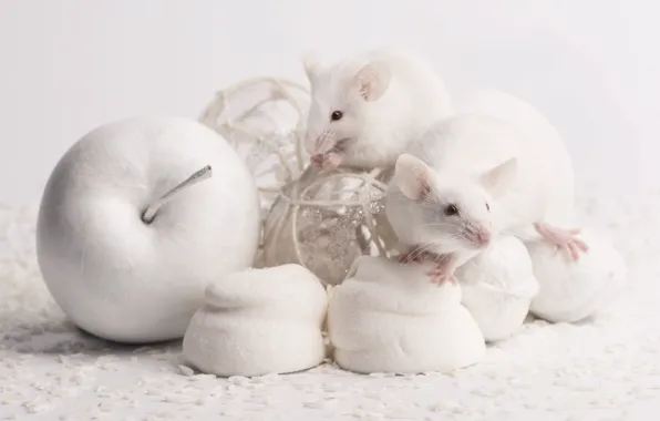 Pose, mouse, rats, white, still life, a couple, mouse, mouse