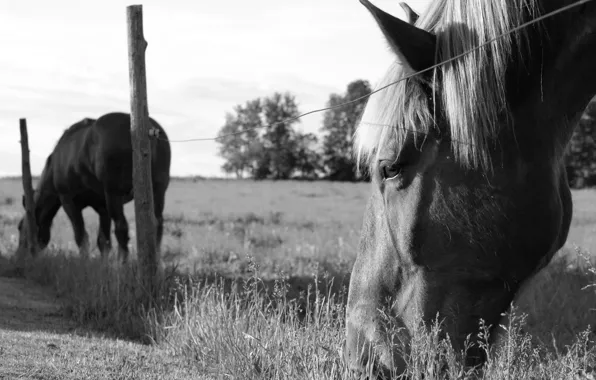 Field, grass, black and white, horse