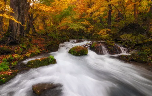 Autumn, forest, leaves, trees, branches, river, stones, trunks
