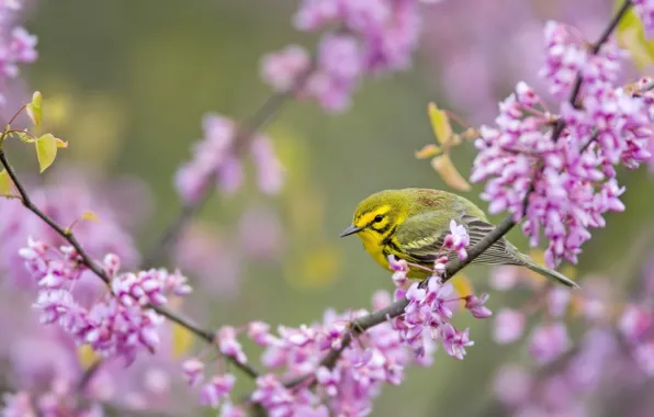 Branch, bird, flowering, baby