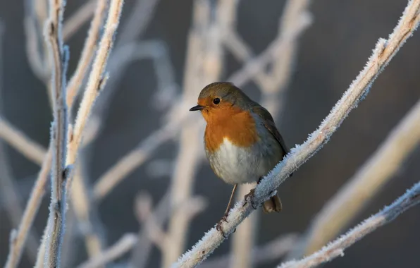 Picture winter, frost, snow, branches, bird, Robin